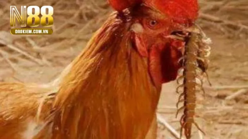 Mơ thấy gà mổ rết