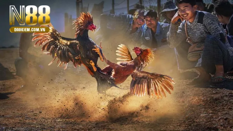 Tại sao đá gà trên mạng luôn thua có sự dàn xếp trong kết quả