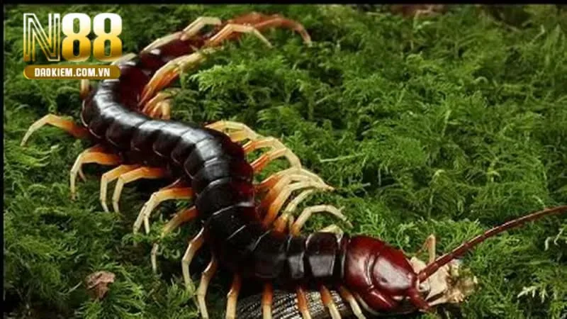 Mơ thấy rết đánh con gì 