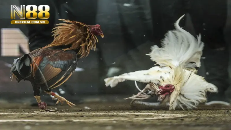 trận gà 15 tỷ điễn biến