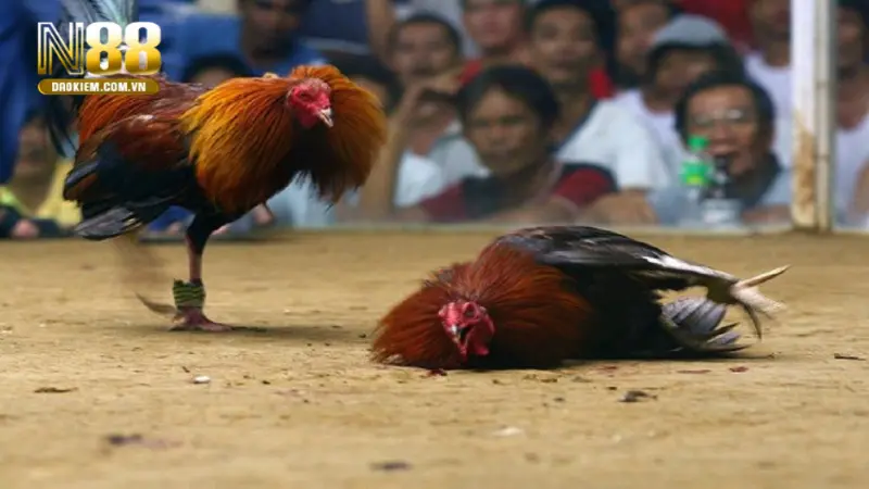 trận gà 15 tỷ thực hư