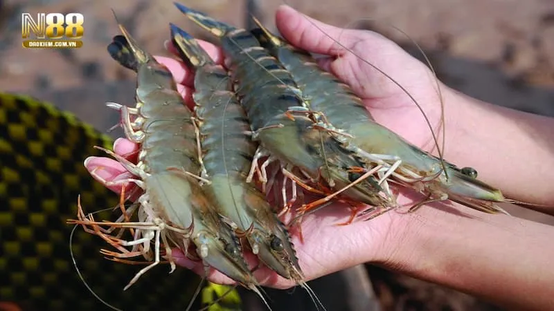 Chiêm bao thấy tôm chết là giấc mơ mang đến điềm báo không được tốt lành đến cho bạn