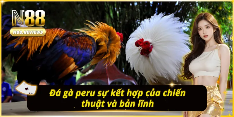 ĐÁ GÀ N88 peru sự kết hợp của chiến thuật và bản lĩnh